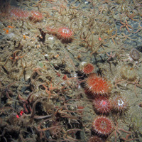 Common brittlestars (Ophiothrix fragilis) and dahlia anemone (Urticina felina) © JNCC/Cefas 