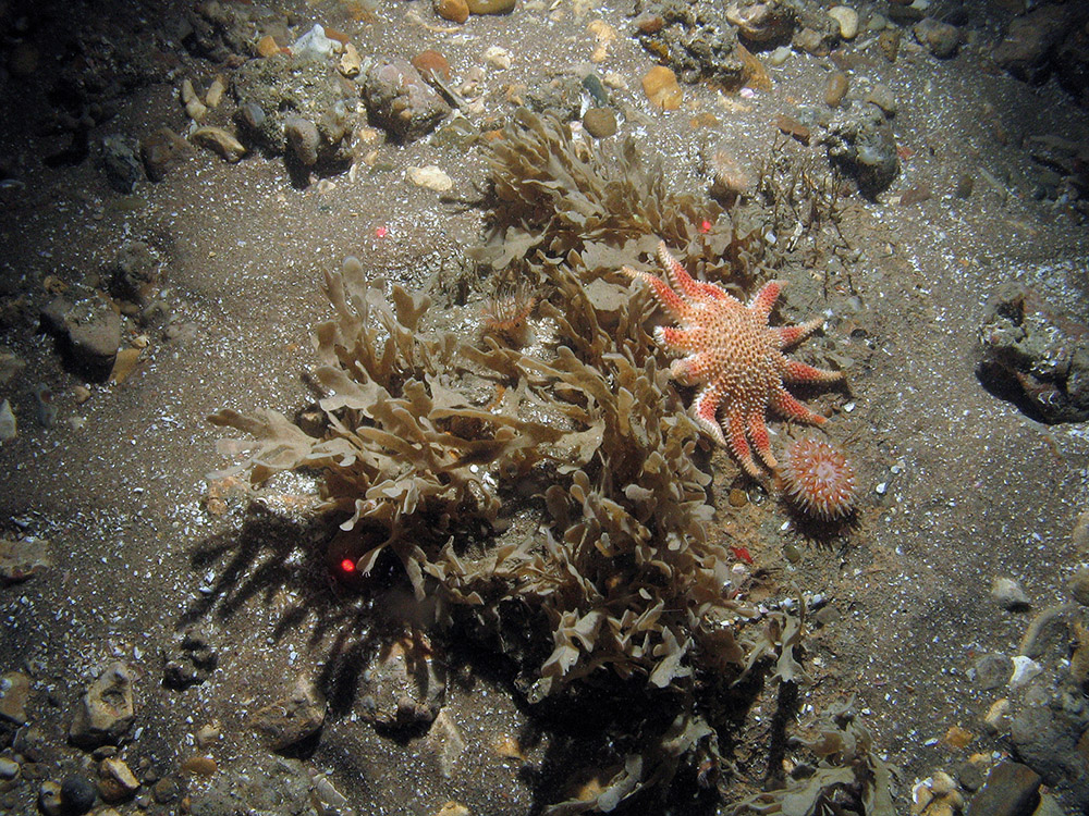 Horn wrack (Flustra foliacea), the sunstar (Crossaster papposus) and a dalhia anemone (Urticina felina) © JNCC/Cefas 