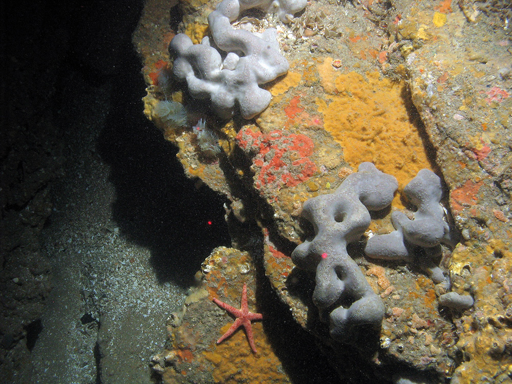 Rock with encrusting sponges, bryozoa and elephant hides sponge (Pachymatisma johnstonia), double spiral worm (Bispira volutacornis) and a starfish (Henricia sp.) © JNCC/Cefas