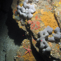 Rock with encrusting sponges, bryozoa and elephant hides sponge (Pachymatisma johnstonia), double spiral worm (Bispira volutacornis) and a starfish (Henricia sp.) © JNCC/Cefas