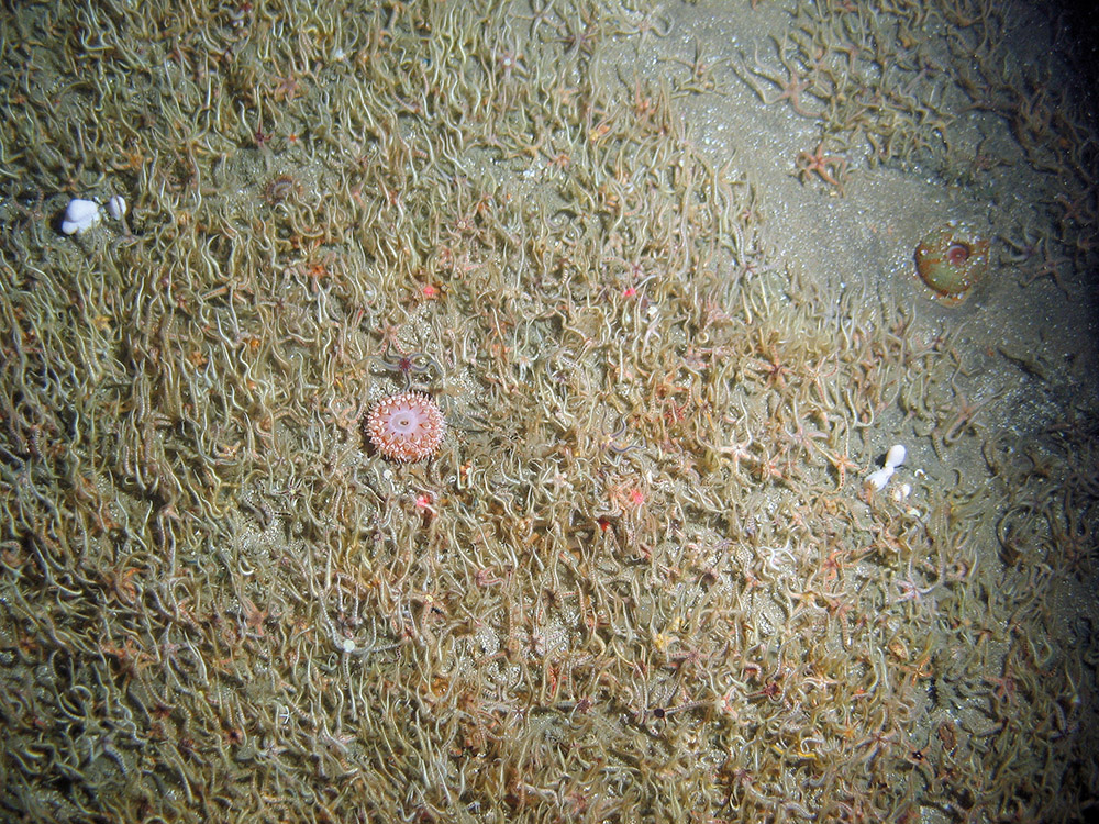 Common brittlestars (Ophiothrix fragilis), the dahlia anemone (Urticina felina) and dead man's fingers (Alcyonium digitatum) © MALSF, Crown copyright, 2006