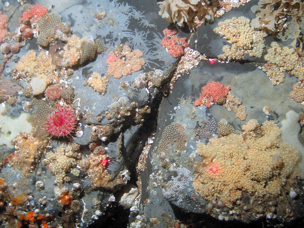 Ascidian dominated rock with star sea squirts (Botryllus schlosseri) and the gooseberry seasquirt (Distomus variolosus) © MALSF, Crown copyright, 2006