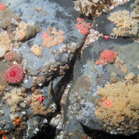 Ascidian dominated rock with star sea squirts (Botryllus schlosseri) and the gooseberry seasquirt (Distomus variolosus) © MALSF, Crown copyright, 2006