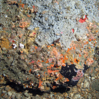Rock dominated by encrusting sponges and ascidians © MALSF, Crown copyright, 2006 