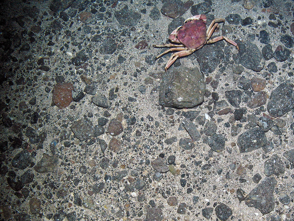 Deep water red crab (Chaceon affinis) on mixed substrata including coarse sand