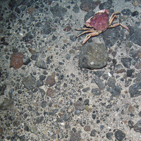 Deep water red crab (Chaceon affinis) on mixed substrata including coarse sand