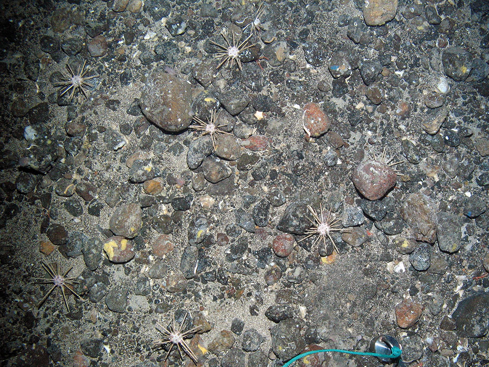 Pencil slate sea urchins (Cidaris cidaris) on mixed substrata with encrusting sponges