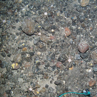 Pencil slate sea urchins (Cidaris cidaris) on mixed substrata with encrusting sponges