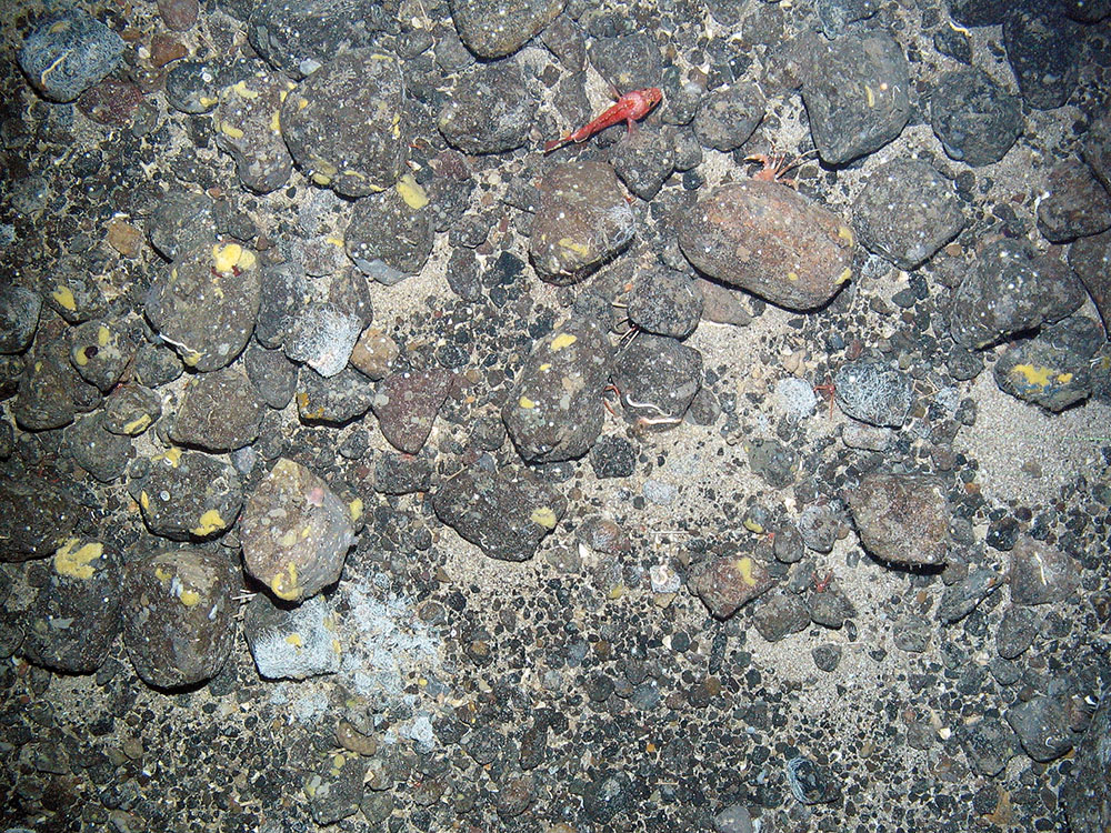 Blue-mouth (Helicolenus dactylopterus) on mixed substrata with encrusting sponges and calcareous tube worms