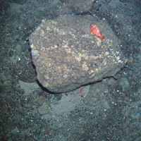 A red fish (Sebastes sp.) on a boulder with barnacles and encrusting sponges. There is a deep water red crab (Chaceon affinis) at the base of the boulder (on mixed substrata)