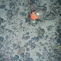 Sea anemone (Phelliactis sp.) on a cobble on mixed substrata