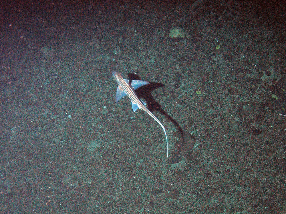 A rabbit fish (Chimaera monstrosa) swims over the seabed