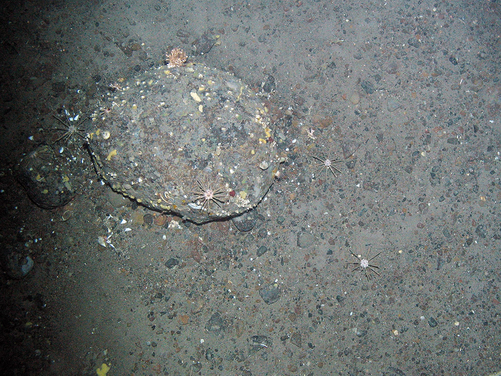 A boulder with encrusting sponges, barnacles, pencil slate sea urchins (Cidaris cidaris) and a small colony of the cold water coral Lophelia pertusa
