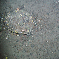 A boulder with encrusting sponges, barnacles, pencil slate sea urchins (Cidaris cidaris) and a small colony of the cold water coral Lophelia pertusa