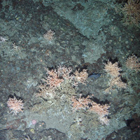 Scattered colonies of the cold water coral Lophelia pertusa
