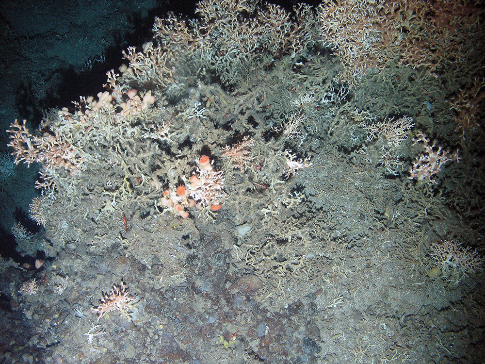A small reef of the cold water coral, Lophelia pertusa on rock with the anemone Actinostola callosa