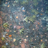 Rock dominated by the feather star (Heliometra glacialis) and anthozoans including the sea anemone Actinostola callosa and others plus a soft coral (Nephtheidae) and a common sunstar (Crossaster papposus)
