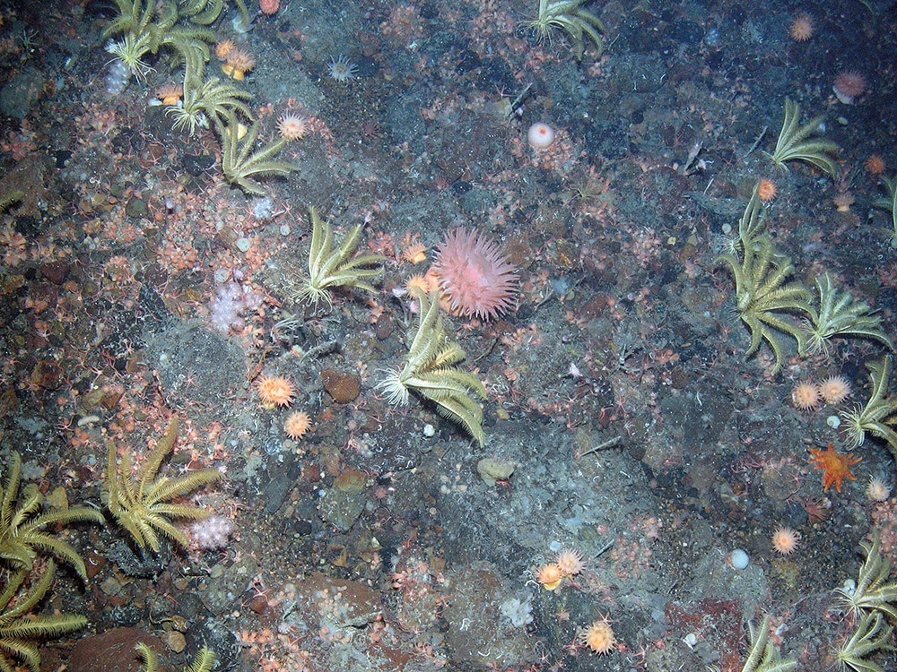 Rock dominated by the northern feather star (Heliometra glacialis) and anthozoans including the sea anemone Actinostola callosa and others plus a soft coral (Nephtheidae) and small brittle stars (Ophiuroidea indet.)