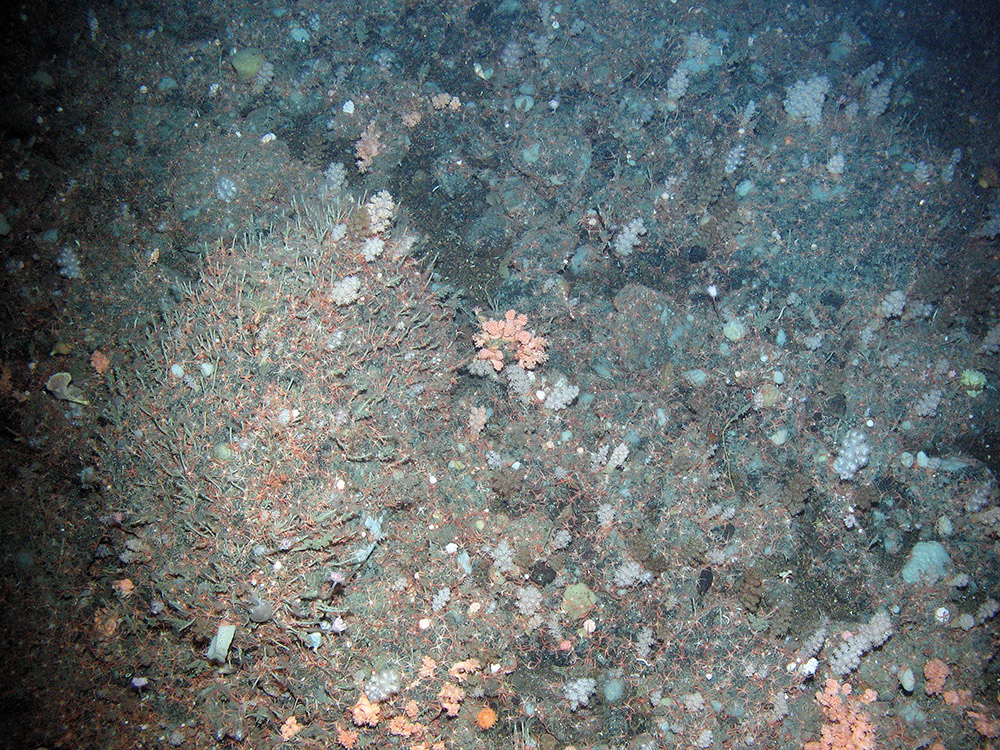 Rock dominated soft corals (Nephtheidae) and hydroids with many small brittle stars