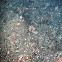 Rock dominated soft corals (Nephtheidae) and hydroids with many small brittle stars