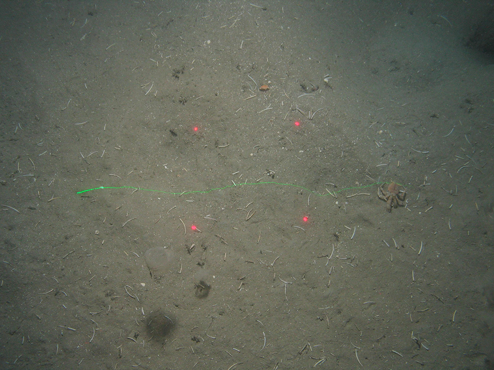 Close up of the seabed at Greater Haig Fras MCZ showing tusk shells and a crab on subtidal mud (©JNCC/Cefas)