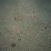 Close up of the seabed at Greater Haig Fras MCZ showing tusk shells and a crab on subtidal mud (©JNCC/Cefas)