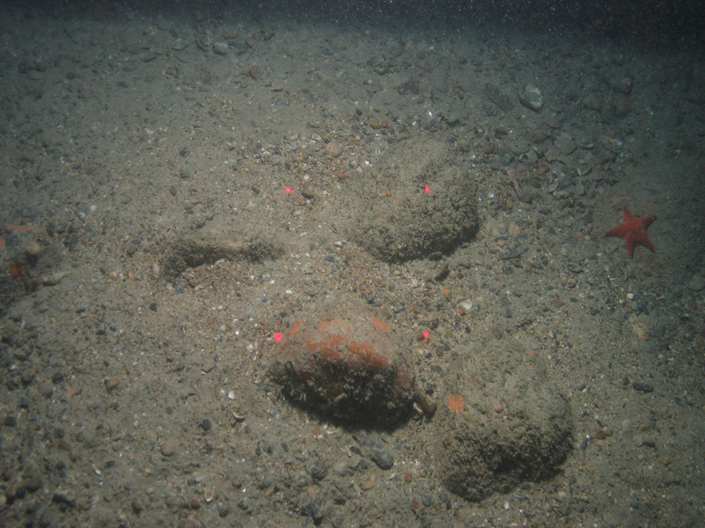 Image of the seabed at Greater Haig Fras MCZ, showing cobbles, pebbles, shell fragments and a starfish (©JNCC/Cefas)