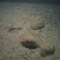 Image of the seabed at Greater Haig Fras MCZ, showing cobbles, pebbles, shell fragments and a starfish (©JNCC/Cefas)