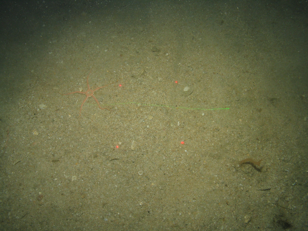Close-up of the seabed at the South of the Isles of Scilly MCZ, showing a brittle star and sea-chervil (Alcyonidium diaphanum) on Subtidal coarse sediment
