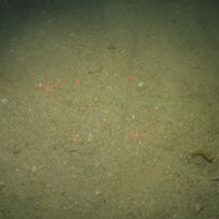 Close-up of the seabed at the South of the Isles of Scilly MCZ, showing a brittle star and sea-chervil (Alcyonidium diaphanum) on Subtidal coarse sediment