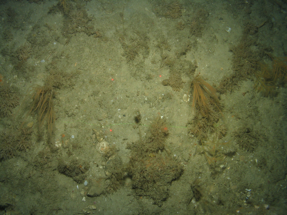 Close-up of the seabed at the South of the Isles of Scilly MCZ, showing the colonial hydroid Nemertesia antennina, and bryozoans growing on Subtidal coarse sediment