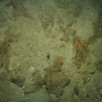 Close-up of the seabed at the South of the Isles of Scilly MCZ, showing the colonial hydroid Nemertesia antennina, and bryozoans growing on Subtidal coarse sediment