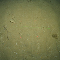Close-up of the seabed at the South of the Isles of Scilly MCZ, showing a small-spotted catshark swimming over Subtidal sand