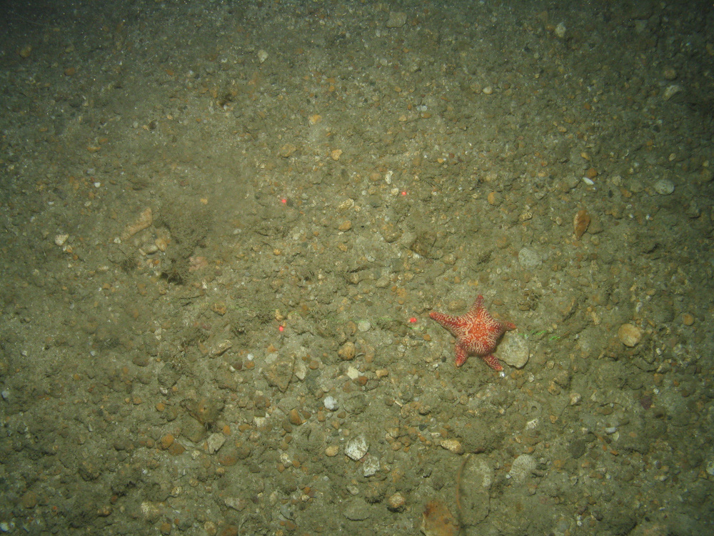 Close-up of the seabed at the South of the Isles of Scilly MCZ showing a cushion star on Subtidal mixed sediments