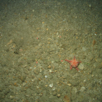 Close-up of the seabed at the South of the Isles of Scilly MCZ showing a cushion star on Subtidal mixed sediments