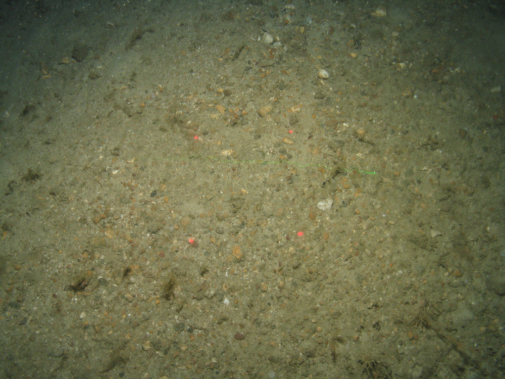 Close-up of the seabed at the South of the Isles of Scilly MCZ, showing the colonial hydroid Nemertesia antennina, and bryozoans growing on Subtidal mixed sediments