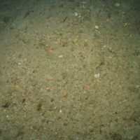 Close-up of the seabed at the South of the Isles of Scilly MCZ, showing the colonial hydroid Nemertesia antennina, and bryozoans growing on Subtidal mixed sediments