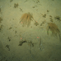 Close-up of the seabed at the South of The Isles of Scilly MCZ, showing the colonial hydroid Nemertesia antennina, and bryozoans growing on Subtidal sand