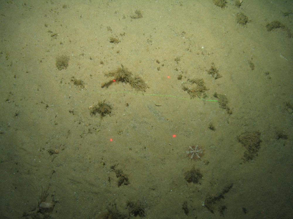 Close-up of the seabed at the South of the Isles of Scilly MCZ, showing dead man's fingers (Alcyonium digitatum), Sea beard, and Devonshire cup coral growing on Subtidal sand