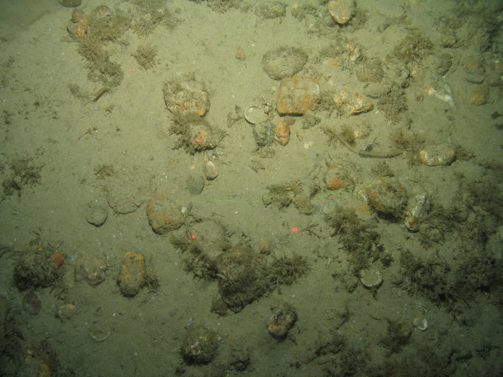 Close-up of the seabed at the South of the Isles of Scilly MCZ, showing the colonial hydroid Nemertesia antennina, and dead man's fingers growing on Subtidal coarse sediment