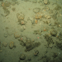 Close-up of the seabed at the South of the Isles of Scilly MCZ, showing the colonial hydroid Nemertesia antennina, and dead man's fingers growing on Subtidal coarse sediment