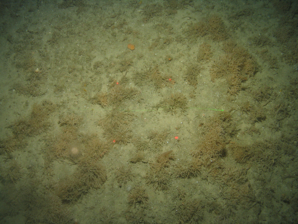Close-up of the seabed at the South of the Isles of Scilly MCZ, showing soft coral, bryozoans and sponges growing on Subtidal mixed sediments