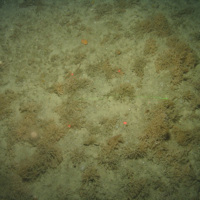 Close-up of the seabed at the South of the Isles of Scilly MCZ, showing soft coral, bryozoans and sponges growing on Subtidal mixed sediments