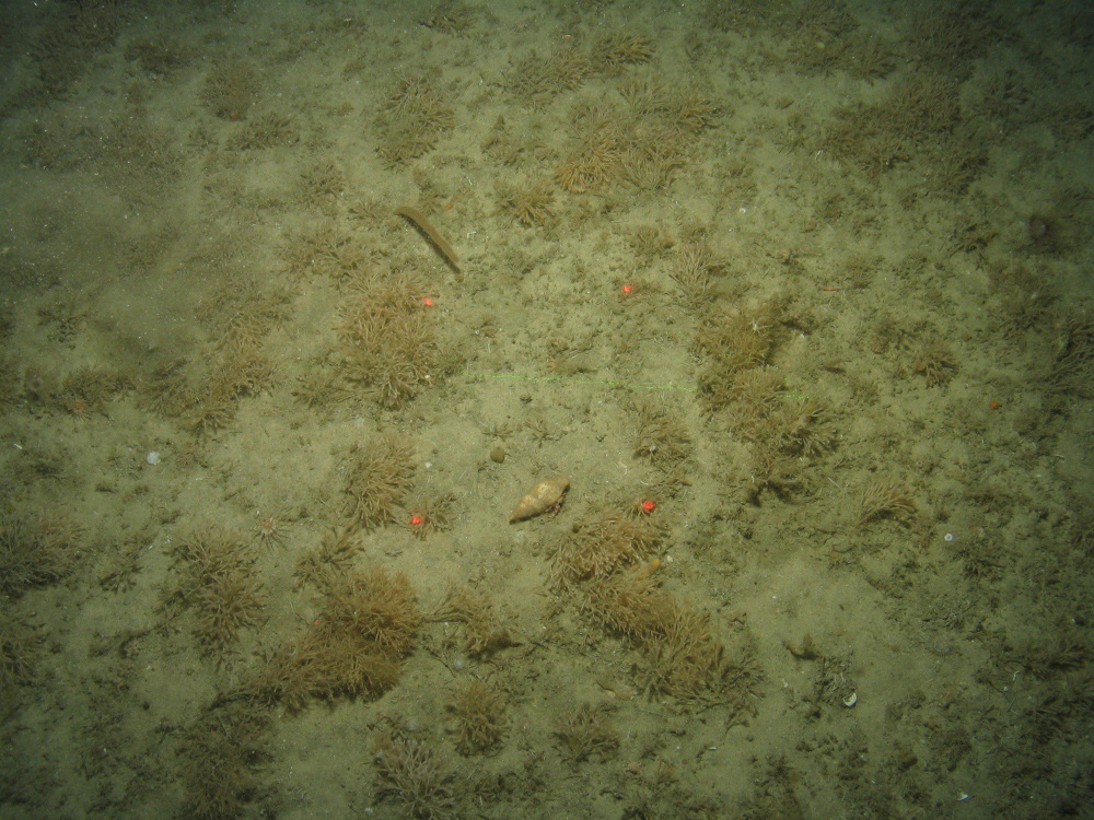 Close-up of the seabed at the South of the Isles of Scilly MCZ, showing a hermit crab and sea-chervil (Alcyonidium diaphanum) on Subtidal mixed sediments