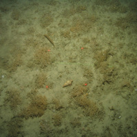 Close-up of the seabed at the South of the Isles of Scilly MCZ, showing a hermit crab and sea-chervil (Alcyonidium diaphanum) on Subtidal mixed sediments