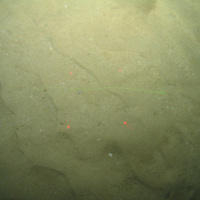 Close-up of the seabed at the South of the Isles of Scilly MCZ, showing ripples in the Subtidal sand