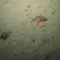 Close-up of the seabed at the South of the Isles of Scilly MCZ, showing a cushion star, Devonshire cup coral and anemone on Subtidal sand