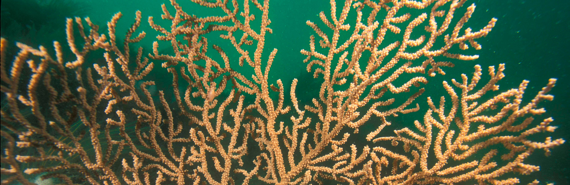 Welsh MPA Network Completion project launched