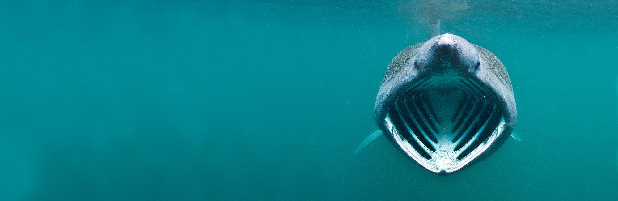 Nature News: Summer 2021