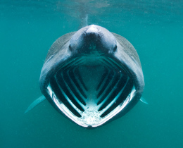 Nature News: Summer 2021